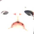 telopoRunt