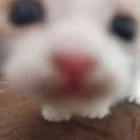 Kitty kitty Discord Emoji