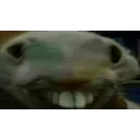xpp
