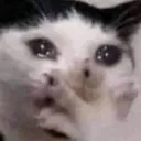 catcry2