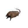 rat