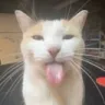 BLEGHH