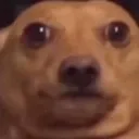 shookdawg shookdawg