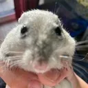 stinky