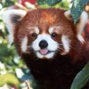 7848redpandasmile Discord Emoji