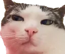 pondercat
