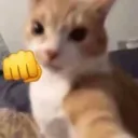 catpunch
