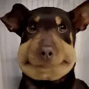 fuckingdog