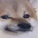 disappointeddoge disappointeddoge