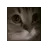 catmeowspin catmeowspin
