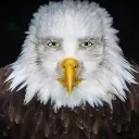 eagle_stare