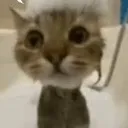 cat_suprise Discord Emoji