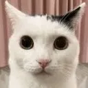 Cat Stare cat_stare Discord Emoji