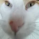 Silly Cat silly_cat Discord Emoji