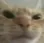 angryhowie
