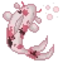 fishkoi
