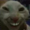 stupid_fucking_cat