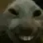 xdd