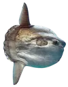 molamola