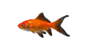 Cyprinusrubrofuscusgoldfish
