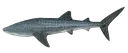 Rhincodontypus Rhincodontypus