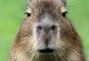 capybara capybara