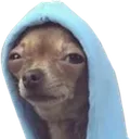 tiredcutedog