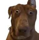 dog_realizing