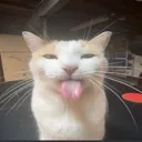 silly