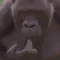 monkey_think monkey_think