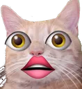 Wutcat wutcat Discord Emoji