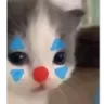 jokercat