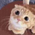 cat_plead