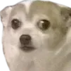 staredog