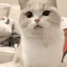 wut