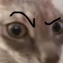 CatSus CatSus