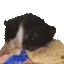 catCorn