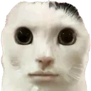 stare