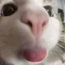 kittybleh Discord Emoji