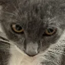 destiny_hawks_cat