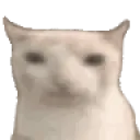 catEatbutcatisnoteating