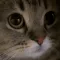 meow meow