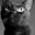 GIGACAT