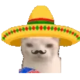 MuchoGato MuchoGato