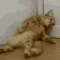 Suffering