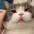 catSquish catSquish