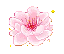 plant_flower_blossom57