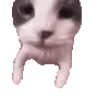 catKISS