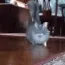 catArrive