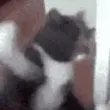 catSmash catSmash